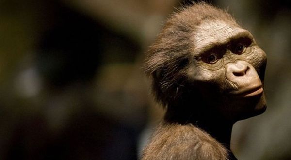 Homo türünün ilk evrimi açık ve kurak bir ortamda başladı