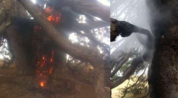 Dilek dilemek için yaktığı mum, koruma altındaki 800 yıllık ağacı yaktı