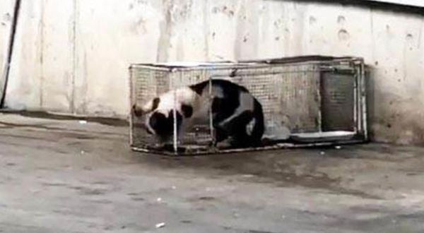 Markette sucuk 'çalan' kediye kafes cezası