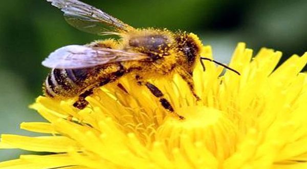 Arılar toplama ve çıkarma işlemi yapabiliyor