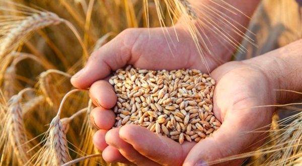 Buğday ithalatında Cumhuriyet tarihi rekoru