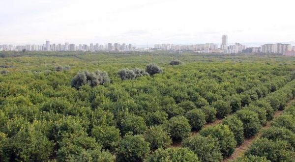 30 bin ağaçlı bölgeye sanayi sitesi yapılması kararı verildi