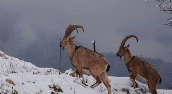 Dersim'de son bir ayda 15 dağ keçisi ölü bulundu