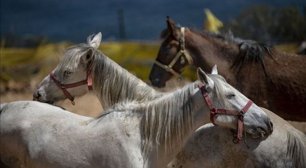İBB: Kaybolan 50 atın sorumluluğu, bakanlık ve Dörtyol Belediyesi'nde