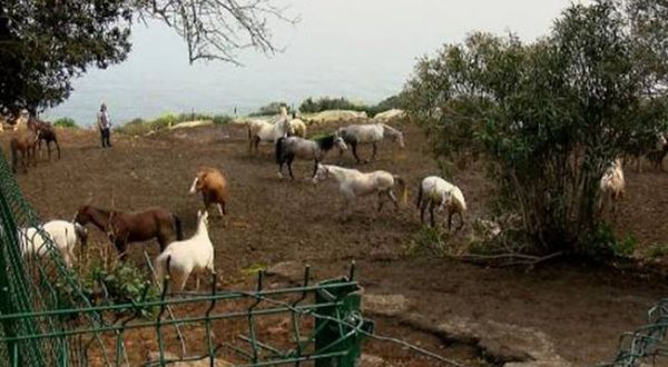 İBB’den 'kayıp at' iddialarına açıklama
