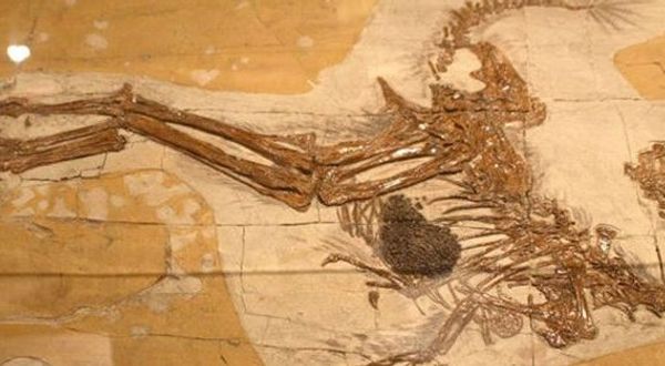 Çin'de yeni bir dinozor türü fosili keşfedildi