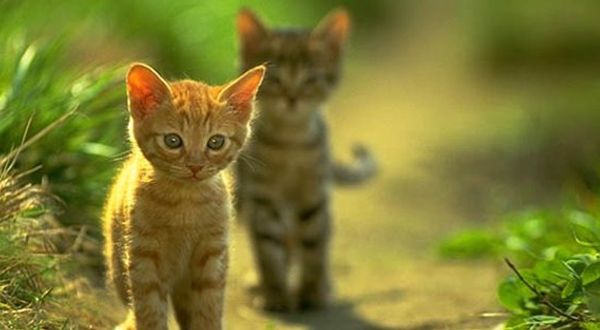 İTÜ’den tutanak savunması: Kedileri severiz, derdimiz hijyen