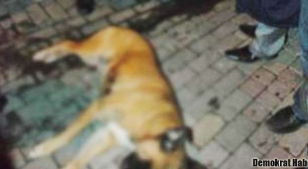 Polis, köpeğini 'korumak' için, sokak köpeğini silahıyla öldürdü