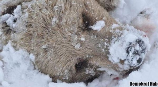 Tunceli'de hayvan katliamı