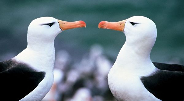 Eşine olan sadakatiyle bilinen albatroslar iklim krizinden etkilendi: 'Boşanma' oranı arttı