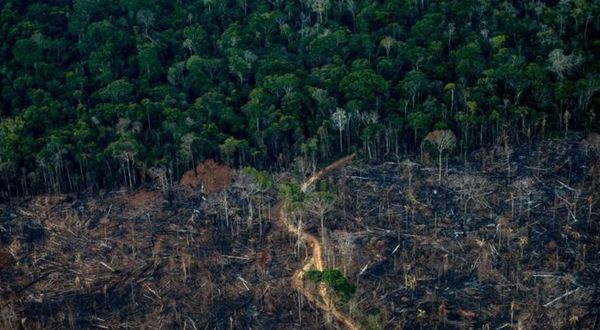Amazon Ormanları’ndaki bir yıllık kayıp Katar’dan büyük