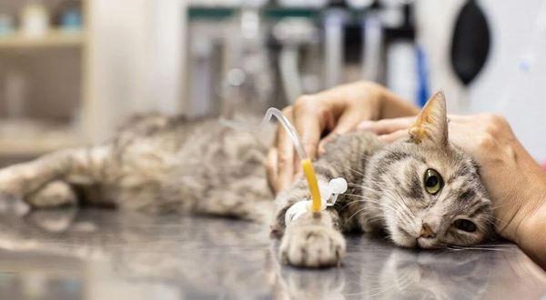 Kedilerde viral hastalıklar arttı: Dolar kurunun artmasıyla aşı temin edilemedi