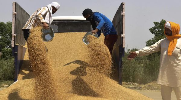 Hindistan'ın ihracatı yasaklamasının ardından buğday fiyatları rekor seviyede