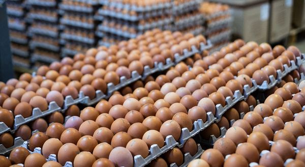 Yumurta üreticileri: Batıyoruz; iflaslar artıyor, sesimizi duyan yok