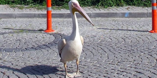 Bozcaada sokaklarında bir pelikan