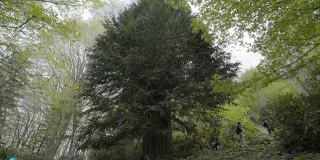 Zonguldak’ta Bronz Çağı’nda filizlenmiş ağaç bulundu: 4112 yaşında