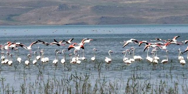 Binlerce flamingo Van Gölü'nde