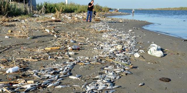 Mersin'de telef olan milyonlarca balık sahile vurdu