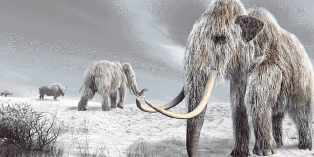 Buzul çağdaki mamutun soyu neden tükendi?