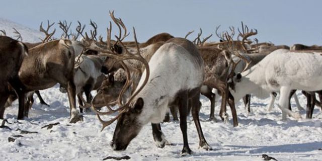 Kuzey Kutbu’ndaki olağanüstü ısınma Ren geyiklerini öldürüyor