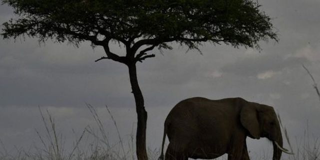 Filler, günde iki saat ile en az uyuyan memeli hayvan