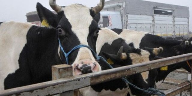 Hollanda’ya tepki için 40 inek sınırdışı edildi