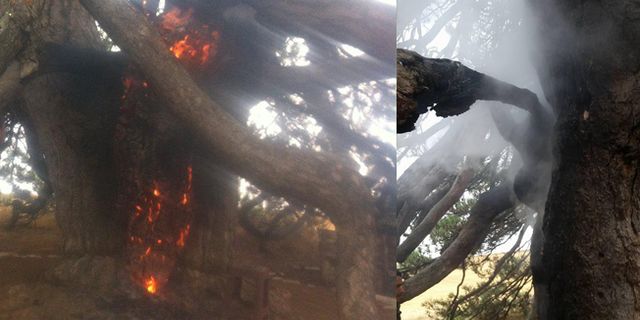 Dilek dilemek için yaktığı mum, koruma altındaki 800 yıllık ağacı yaktı