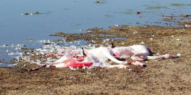 Akgöl Sazlığı'nda flamingoları tüfekle vurup, boğazlarını kestiler