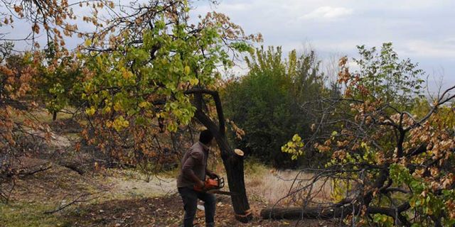 Malatya'da kayısı para etmeyince üreticiler ağaçları kesti