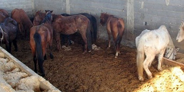 Adana'da kesime hazırlandığı öne sürülen 50 at ve eşek bulundu