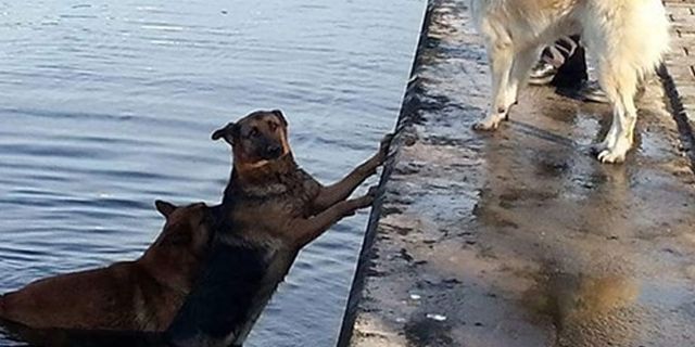 Denize düşen köpeği, ardından suya atlayan başka bir köpek kurtardı
