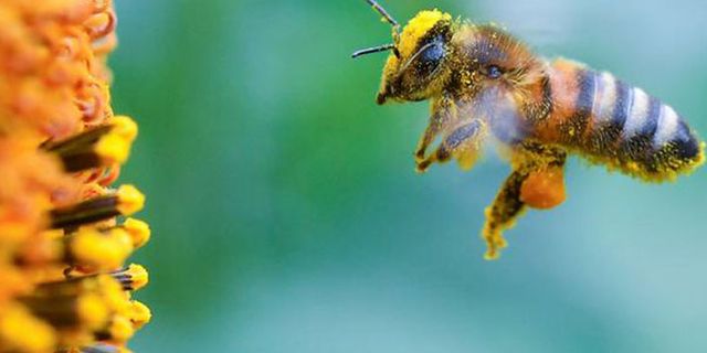 AB'den arılara zararlı üç böcek ilacına yasak