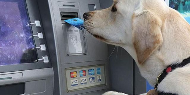 Kedi ve köpekler için artık banka hesabı açılabilecek!