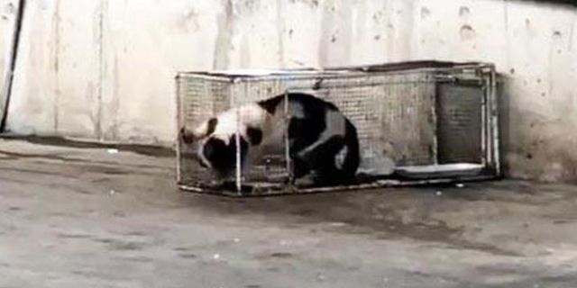 Markette sucuk 'çalan' kediye kafes cezası