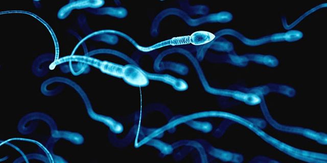 Uzaya insan ve boğa spermi gönderiliyor