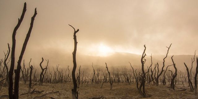 İklim krizi büyüyor: 2020'de 350 bin kişi öldü