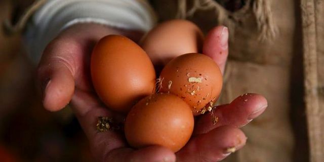 Fransa'da 500 binden fazla yumurta zehirleme riskine karşı toplatıldı