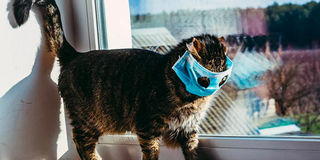 Rusya'da bir kedide koronavirüs tespit edildi