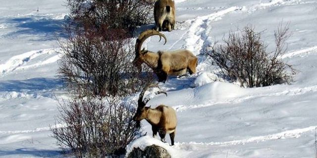 Bakanlık bu sefer de Erzincan'daki 10 dağ keçisinin avlanması için ihale açtı