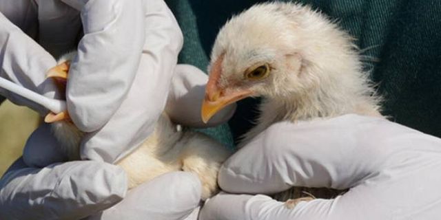 Japonya’da kuş gribi alarmı: 410 bin tavuk itlaf edilecek