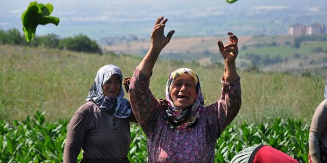 Kadın tarım işçilerine yıpranma hakkı çağrısı