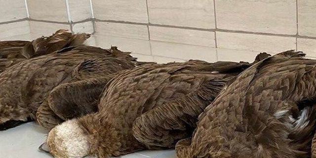 Afyon'da koruma altındaki 7 kara akbaba ölü bulundu