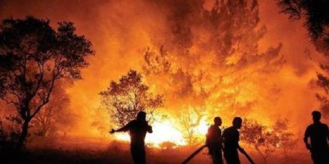 Milas'ta orman yangını yeniden başladı
