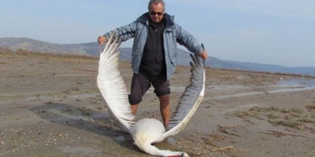 Bafa Gölü'nde korumaya alınan pelikan öldürüldü!