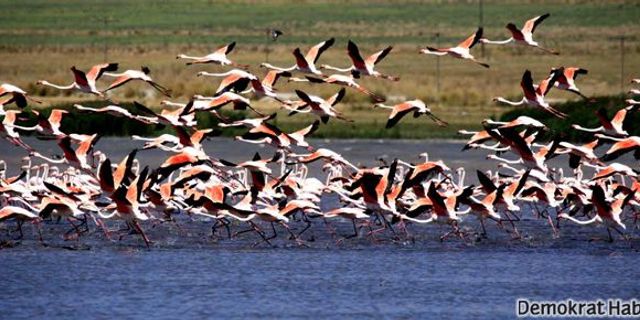 Kuş cenneti Erçek Gölü avlanma sahası ilan edildi!