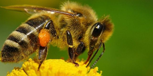 Bal arısı antibiyotiğe alternatif mi oluyor?