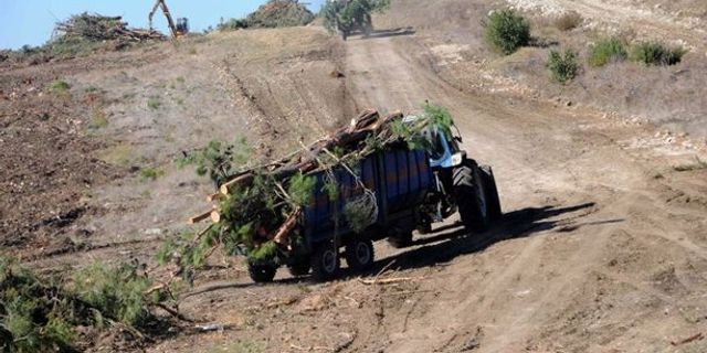 Çanakkale’de 64.5 hektar kızılçam ormanı kesildi!
