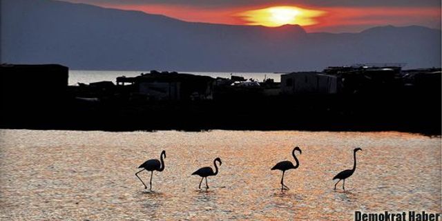 Gediz Deltası’nda flamingoların zaferi