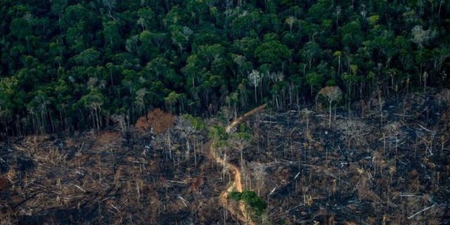 Amazon Ormanları’ndaki bir yıllık kayıp Katar’dan büyük