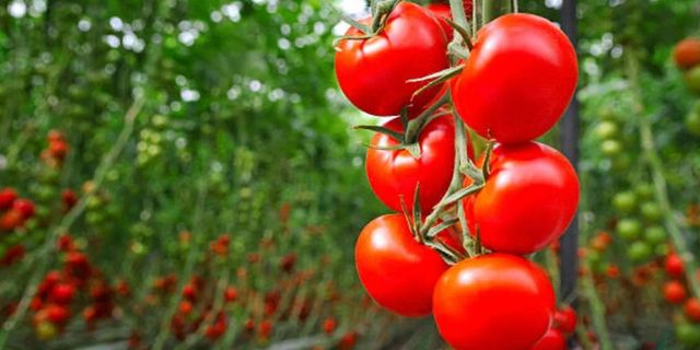 Kasımda en çok domatesin fiyatı arttı